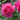 Pink Peace Rose
