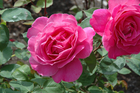 Pink Peace Rose