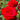 Olympiad Rose