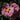 Purple Rockrose