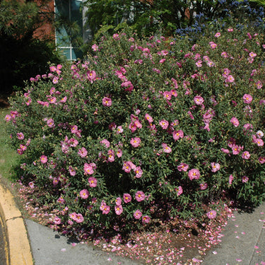 Purple Rockrose