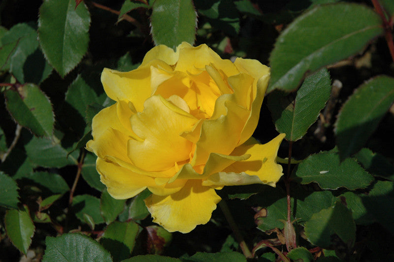 Henry Fonda Rose