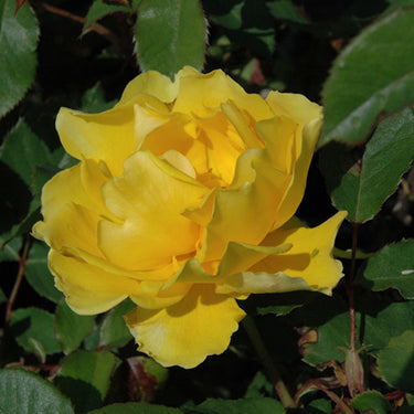 Henry Fonda Rose