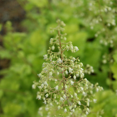 Lime Marmalade Coral Bells
