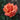 Easy Does It Rose