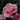 Bewitched Rose