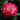 Love At First Sight Rose