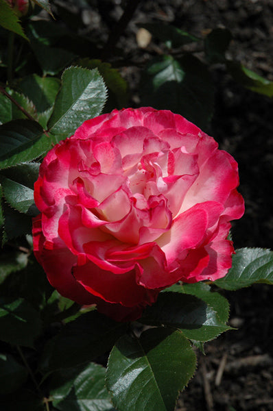 英国Alchemy薔薇と蜘蛛の巣が織りなす幻想美。Rose Gardenウォッチ Antike Watch Japanese Florist Shrub Rose – Highgarden Roses