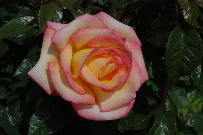 Sheila's Perfume Rose – Armstrong Garden Centers