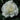 Sugar Moon Rose