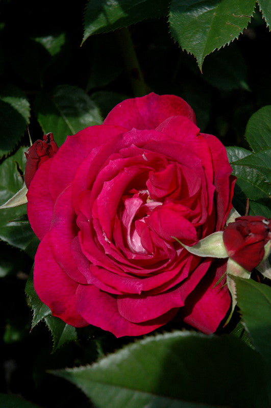 Rosa 'Wild Blue Yonder' – Armstrong Garden Centers