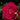 Wild Blue Yonder Rose