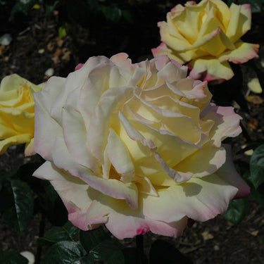 Peace Rose