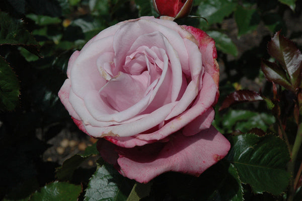 Barbra Streisand® Rose – Armstrong Garden Centers