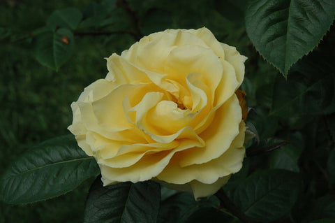 Doris Day Rose