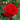 Veteran's Honor Rose