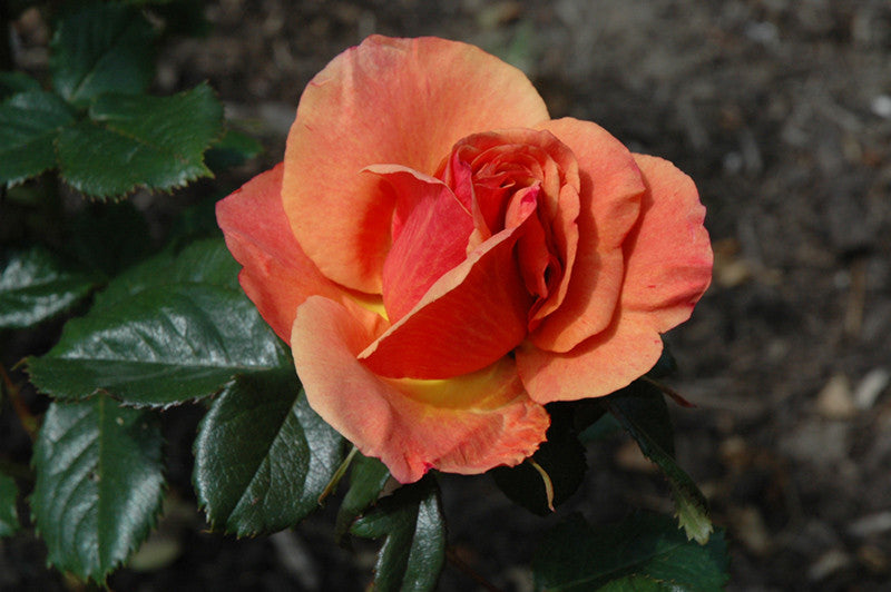 Anna's Promise Rose