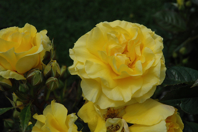Sparkle And Shine Rose – Armstrong Garden Centers