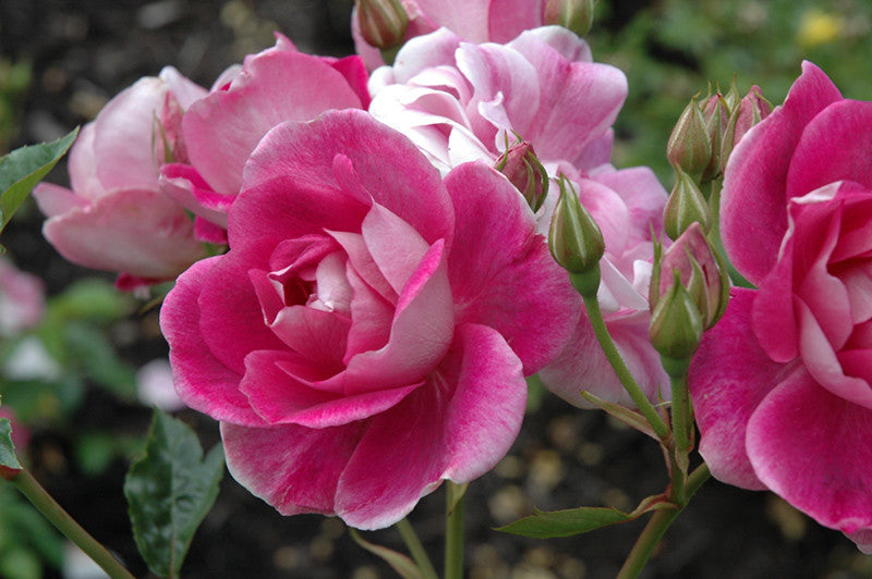 Rosa 'Brilliant Pink Iceberg' – Armstrong Garden Centers
