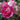 Brilliant Pink Iceberg Rose