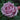 Love Song Rose