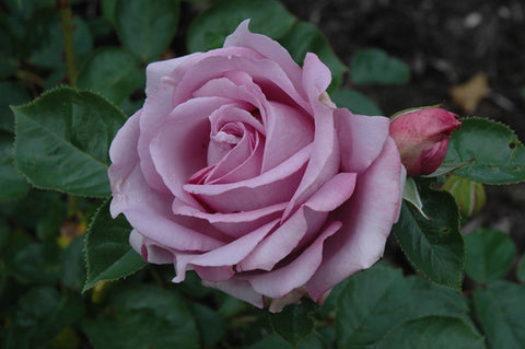 Love Song Rose