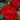 Black Cherry Rose
