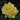Oregold Rose
