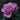 Neptune Rose