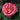 Sedona Rose