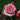Paris D'Yves St. Laurence Rose