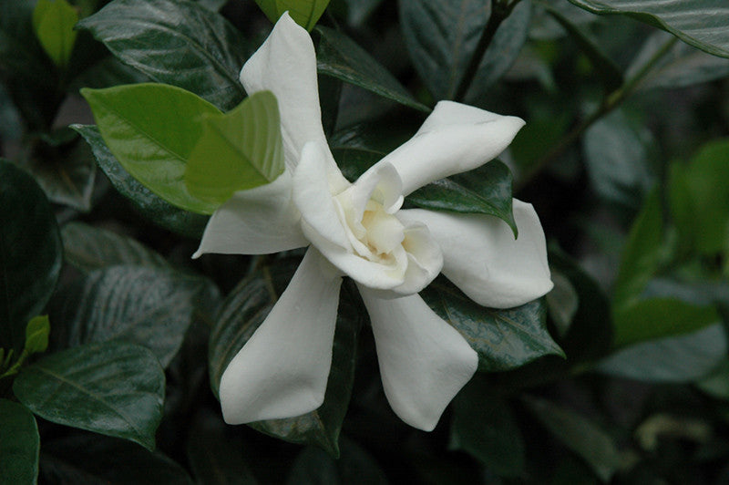 August Beauty Gardenia - Thumbnail 2