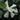 August Beauty Gardenia