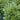 Wheeler's Dwarf Mock Orange