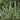 Variegated Flax Lily