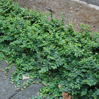 Ficus repens Green Creeping Fig