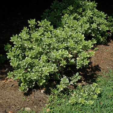 Variegated Mock Orange