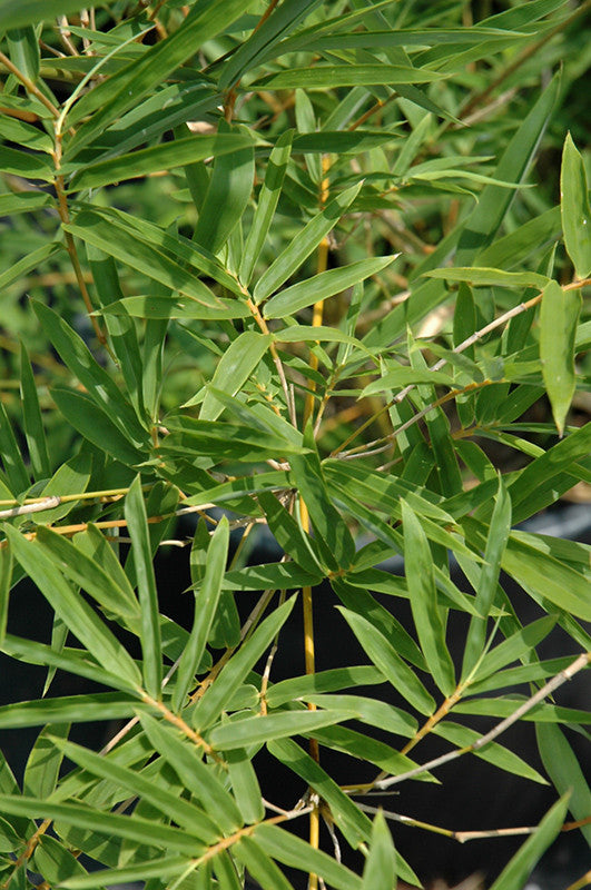 Golden Goddess Bamboo