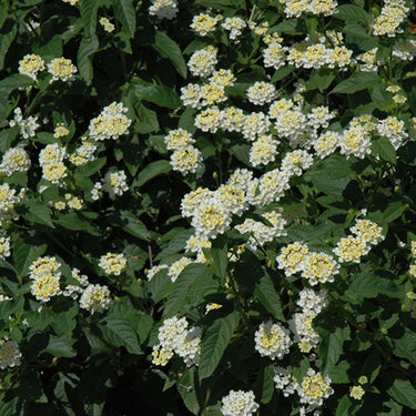 Lantana - 4 inch
