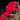 Calliope® Crimson Flame Geranium