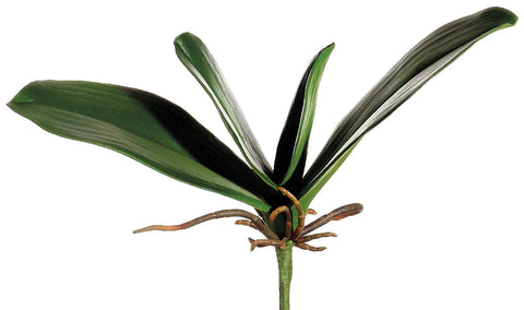 Faux Phalaenopsis Orchid Leaf Plant Green - 8 inch