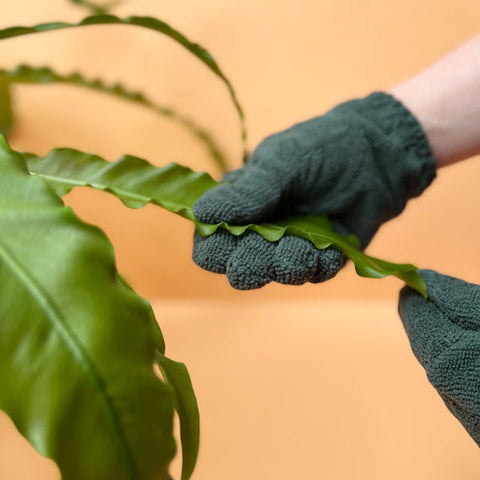 We The Wild Houseplant Leaf Cleaning Gloves