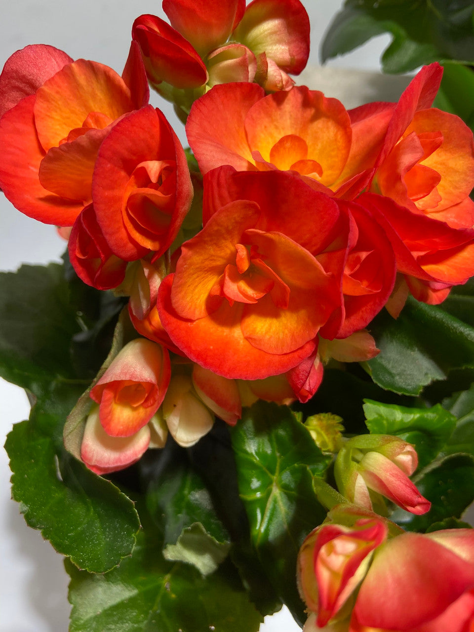 Begonia hyb.【KLG2305-HalbNah007】 Begonia – Far Reaches Farm