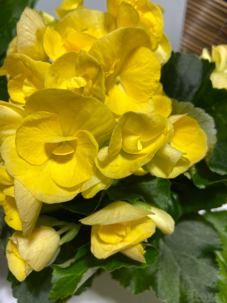 Begonia hyb.【KLG2305-HalbNah007】 PhotoRoom_025_20220429_143701_