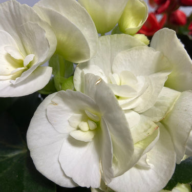 Rieger Begonia