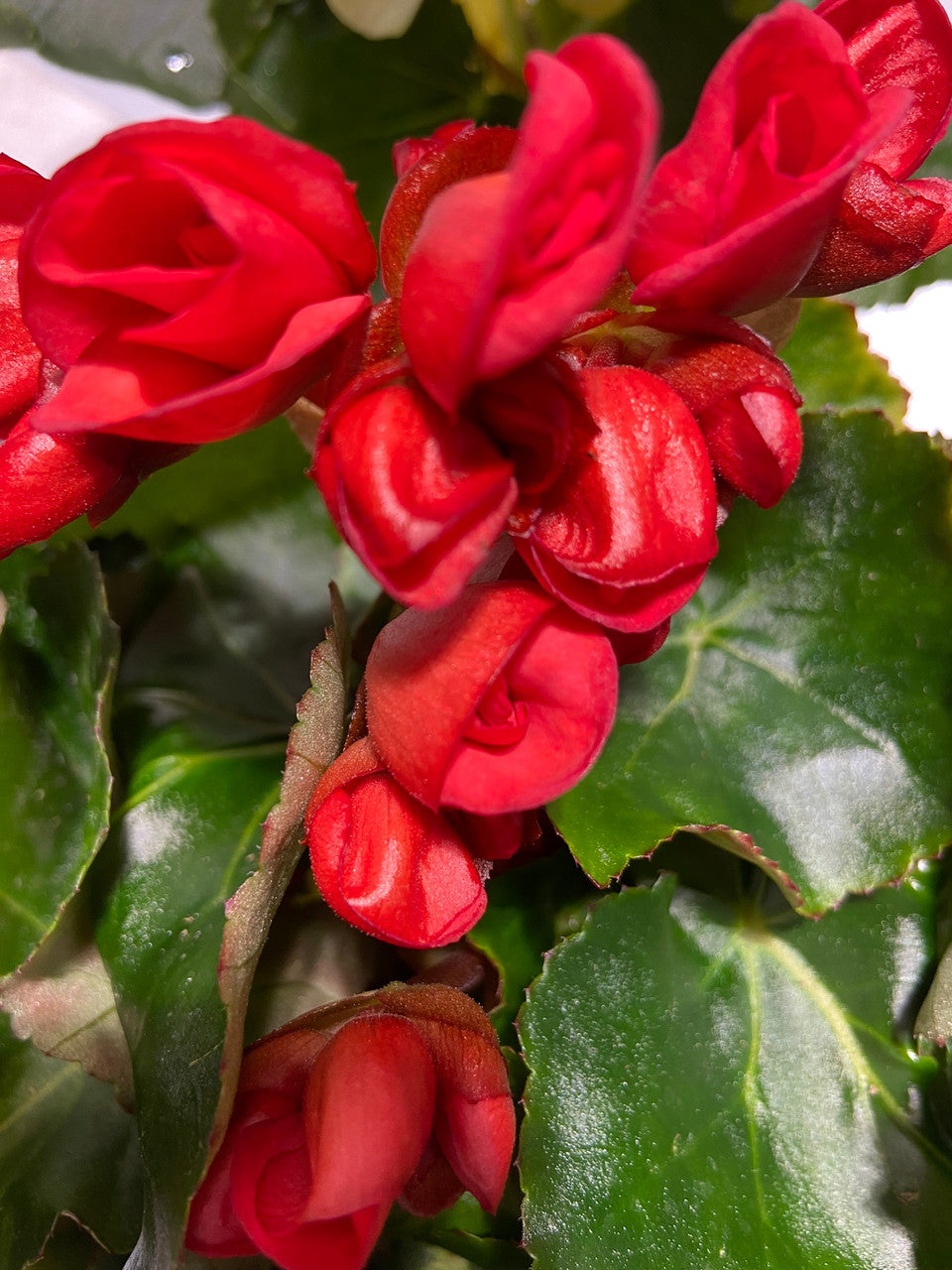 Rieger Begonia – Armstrong Garden Centers