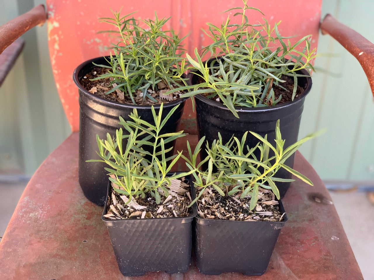 Narrow Leaf Milkweed - Native - Thumbnail 3