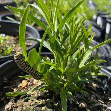 Narrow Leaf Milkweed - Native