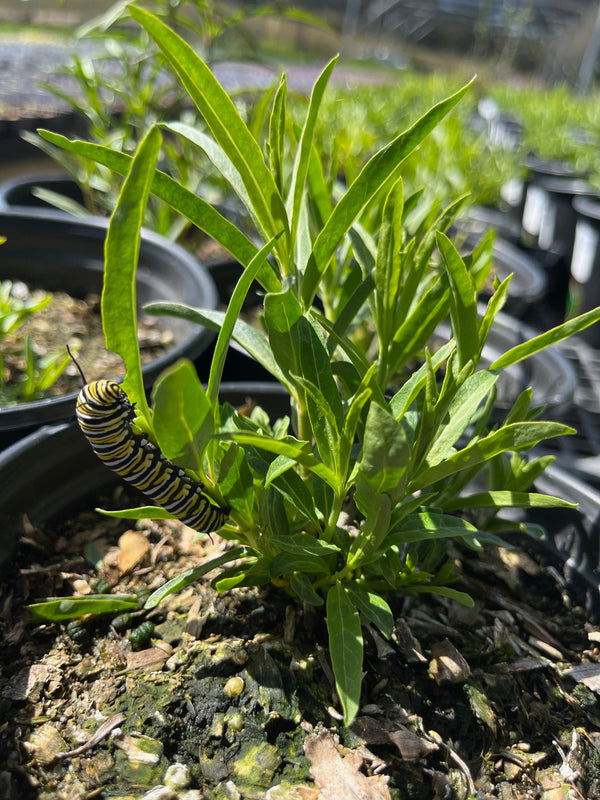 Narrow Leaf Milkweed - Native