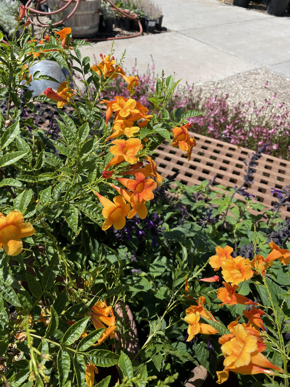 Oompa Loompa Tecoma - Thumbnail 3